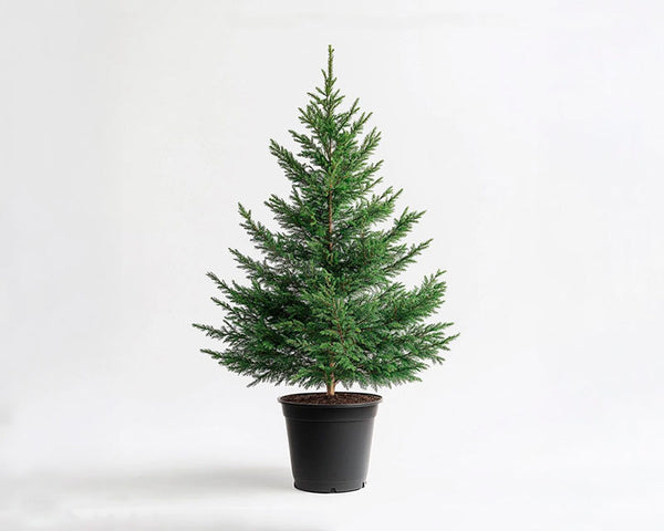 Abeto de navidad natural y plantable de 90cm